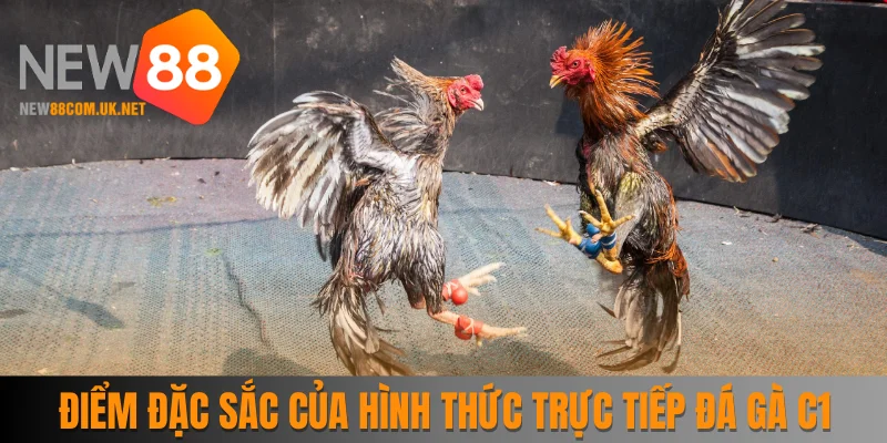 Điểm đặc sắc thu hút của hình thức trực tiếp đá gà C1