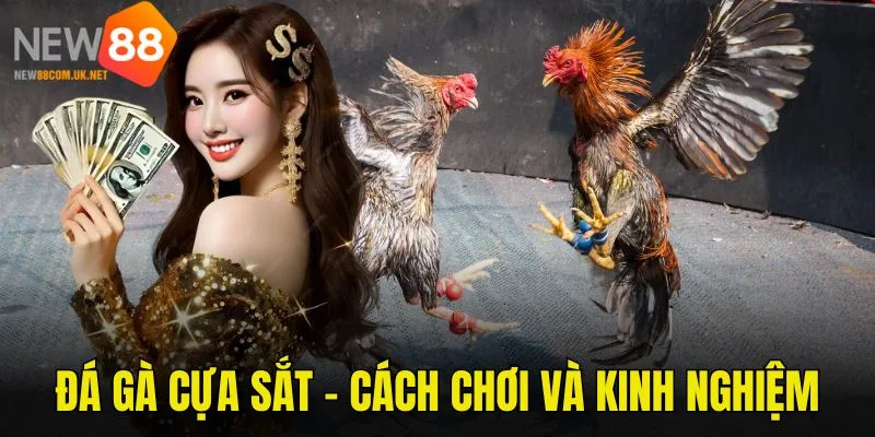 Hướng dẫn chơi và bí kíp chinh phục chọi kê cựa sắt