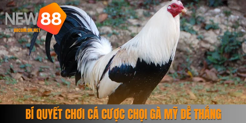 mẹo chơi cá cược chọi gà Mỹ dễ thắng