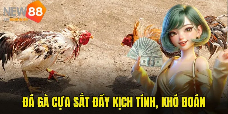 Sức hút mãnh liệt của đá gà cựa sắt