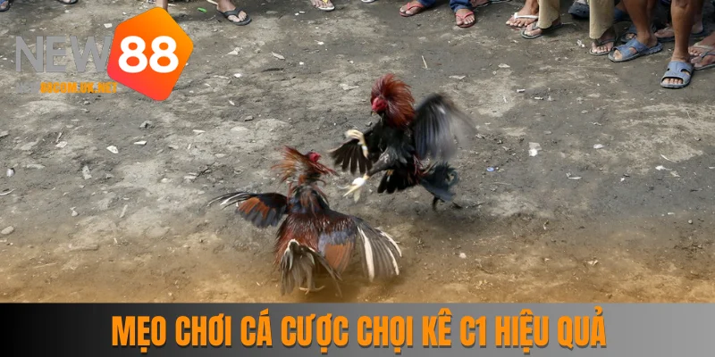 Tham khảo mẹo chơi cá cược chọi kê C1 hiệu quả