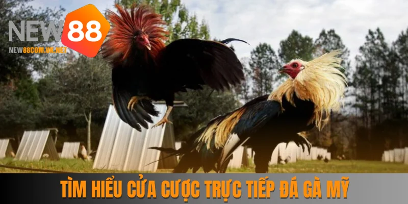 Tìm hiểu về các cửa cược trực tiếp đá gà Mỹ