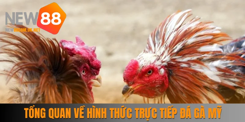 Tổng quan về hình thức trực tiếp đá gà Mỹ