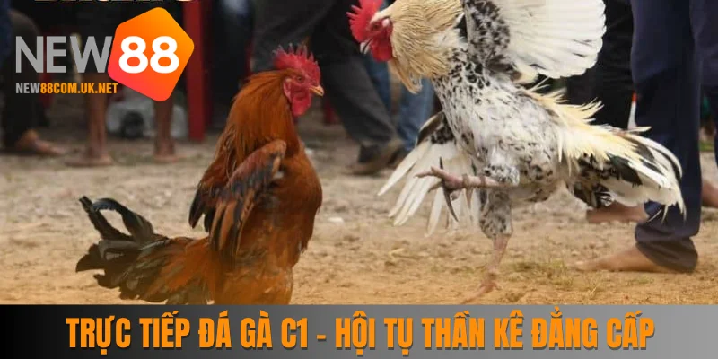 Trực Tiếp Đá Gà C1 - Hội Tụ Các Thần Kê Đẳng Cấp 2025