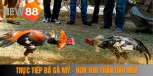 Trực Tiếp Đá Gà Mỹ - Bùng Nổ Cùng Hơn 100 Trận Đấu Mới