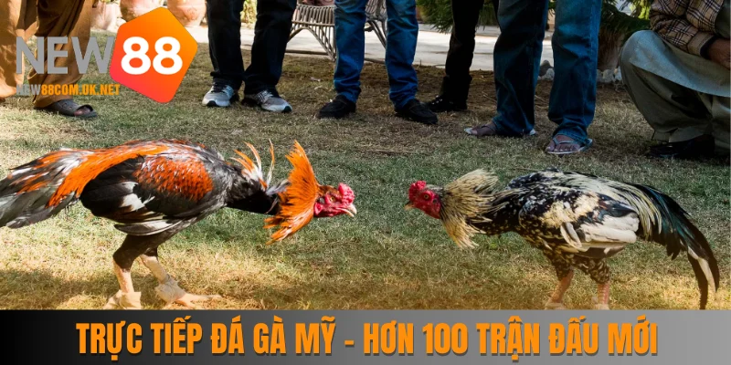 Trực Tiếp Đá Gà Mỹ - Bùng Nổ Cùng Hơn 100 Trận Đấu Mới